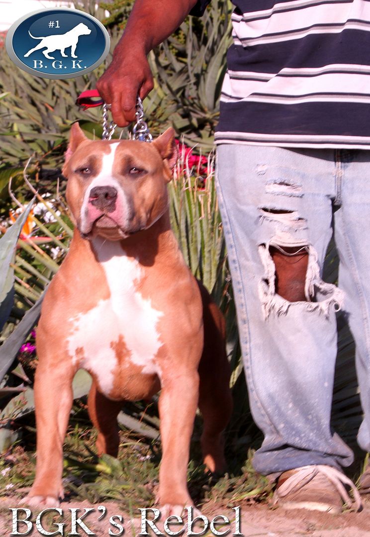 Big Gemini Pitbulls Largest Pitbulls Best Blue Pitbull breeder
